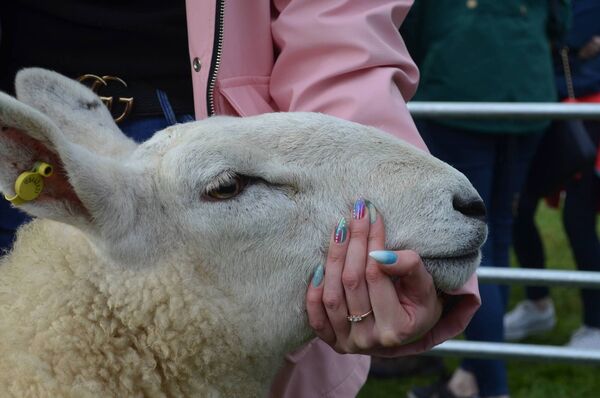 A sheep show and dog show will provide the main attractions in Cloonacool next Sunday. A sheep show and dog show will provide the main attractions in Cloonacool next Sunday.