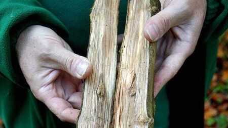 IFA appeal for 'reasonable solution' to ash dieback