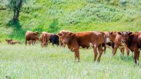 Maximise all Beef & Suckler Scheme Payments this Year 