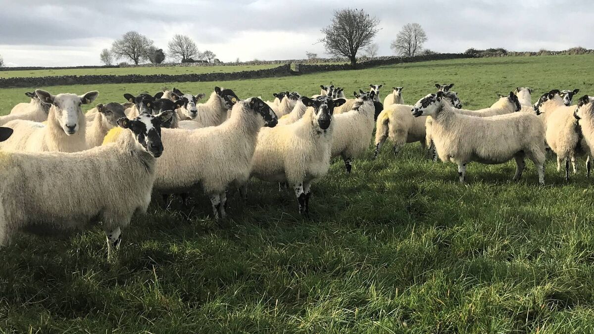 Better Management of Replacements Improves Overall Flock Performance