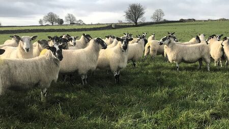 Better Management of Replacements Improves Overall Flock Performance