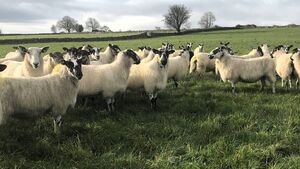 Better Management of Replacements Improves Overall Flock Performance