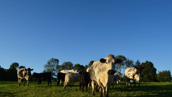 Cattle once signified great wealth and status