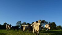 Cattle once signified great wealth and status