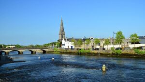 Councillors seek cull of seals in Moy Estuary
