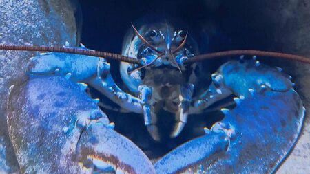 Mayo aquarium staff left baffled as rare albino lobster has started turning blue