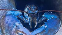 Mayo aquarium staff left baffled as rare albino lobster has started turning blue