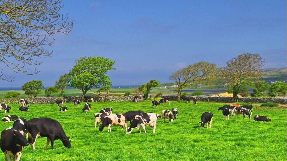 Nitrates derogation changes and its implications