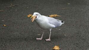 Call for seagulls to be fed corn laced with contraceptives in bid to control numbers