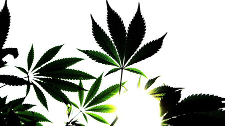 Man grew cannabis to avoid having to deal with drug dealers, court told