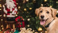 Santa Paws: Hotel to offer festive fun for family dogs