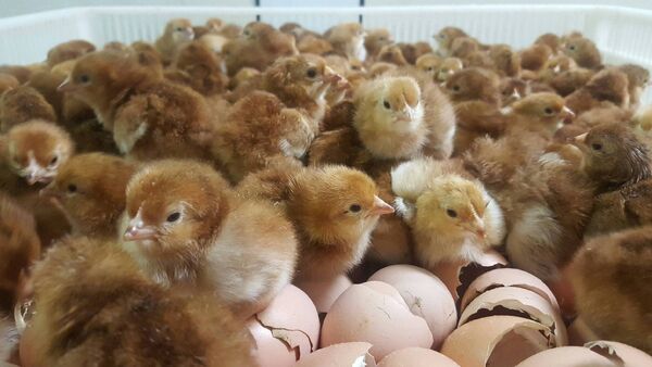 Happy was the housewife who made the trip to Aclare to pick up her dozen of day-old Rhode Island Red chicks. 