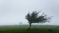 Yellow wind warning for Mayo forecasted