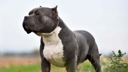 Dog attacks on the rise as over 3,000 hospitalised in 10 years, new study shows