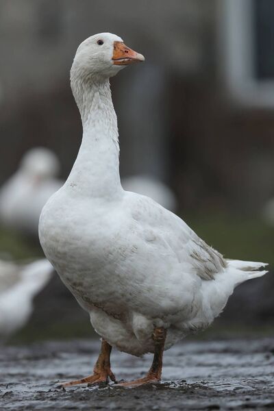 The problem for me was that the goose was very much alive and not very happily kicking as it was unceremoniously stuffed into a sack and handed over in exchange for the envelope I’d been entrusted with.