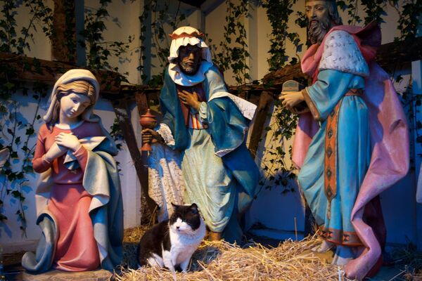 Knock's village cat took up residence in the parish crib in 2019. Picture: Sinéad Mallee Knock's village cat took up residence in the parish crib in 2019. Picture: Sinéad Mallee