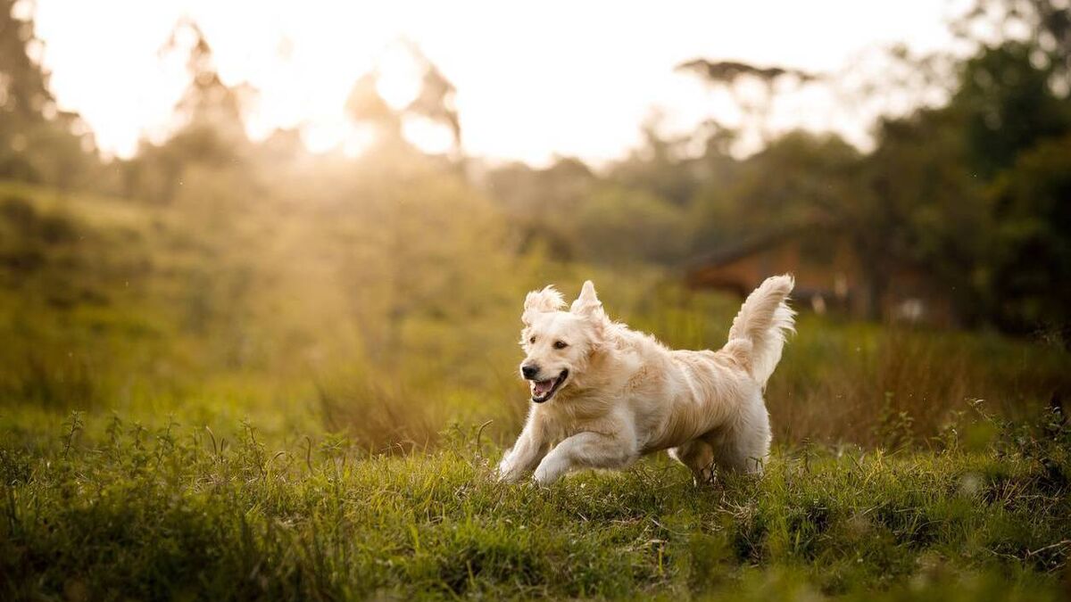Proposal revealed for dog park in Mayo