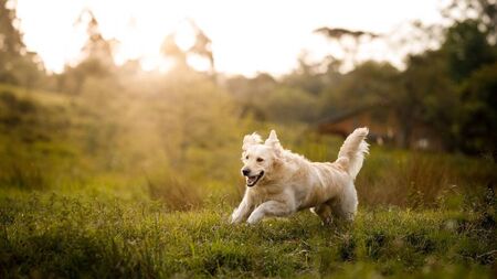 Proposal revealed for dog park in Mayo