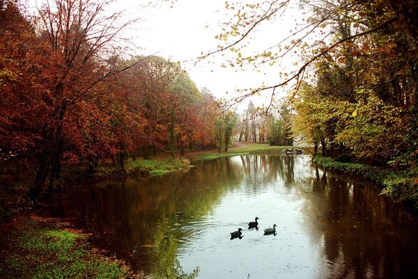 An autumnal scene at The Pond, Belleek Woods, Ballina. Picture: David Farrell Photography. An autumnal scene at The Pond, Belleek Woods, Ballina. Picture: David Farrell Photography.
