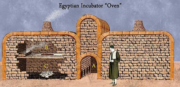 Egypt’s hatching oven incubator, known as Mamals, comprised (A) a central hallway with multiple ‘ovens’ on either side, (B) an upper chamber with firebox to keep eggs warm, and (C) a bottom chamber with fertilised eggs and a small opening to regulate moisture loss. Egypt’s hatching oven incubator, known as Mamals, comprised (A) a central hallway with multiple ‘ovens’ on either side, (B) an upper chamber with firebox to keep eggs warm, and (C) a bottom chamber with fertilised eggs and a small opening to regulate moisture loss.