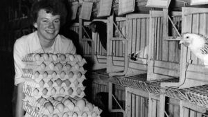 In praise of the humble hen In praise of the humble hen