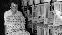 In praise of the humble hen