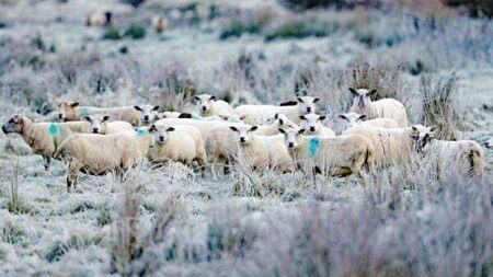 Frost and ice on the way as cold weather advisory issued