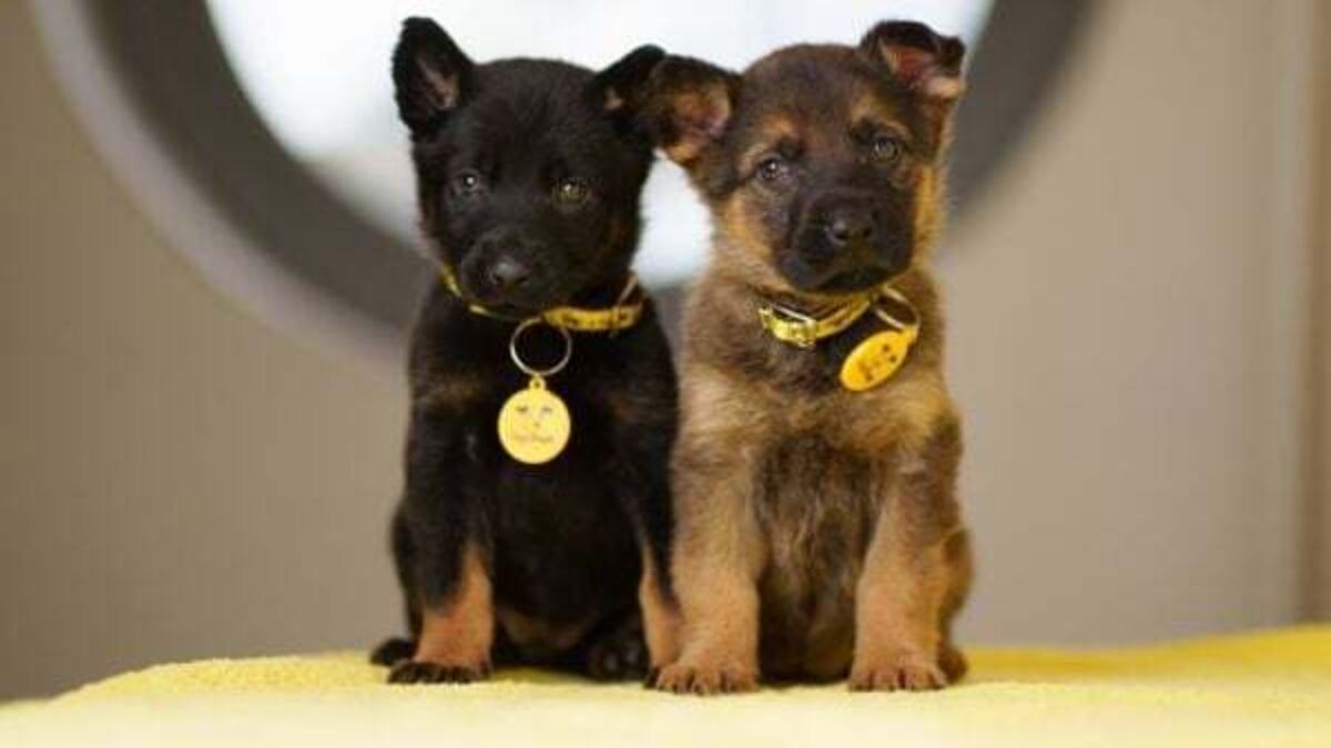 Four-week-old puppies found abandoned in plastic bag in Dublin
