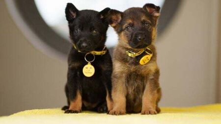 Four-week-old puppies found abandoned in plastic bag in Dublin