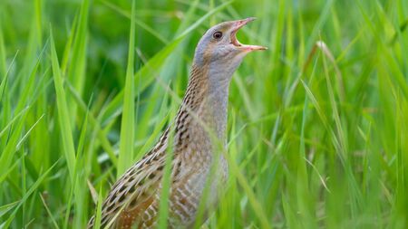 Mayo farmer faces prosecution over alleged failure to protect corncrake
