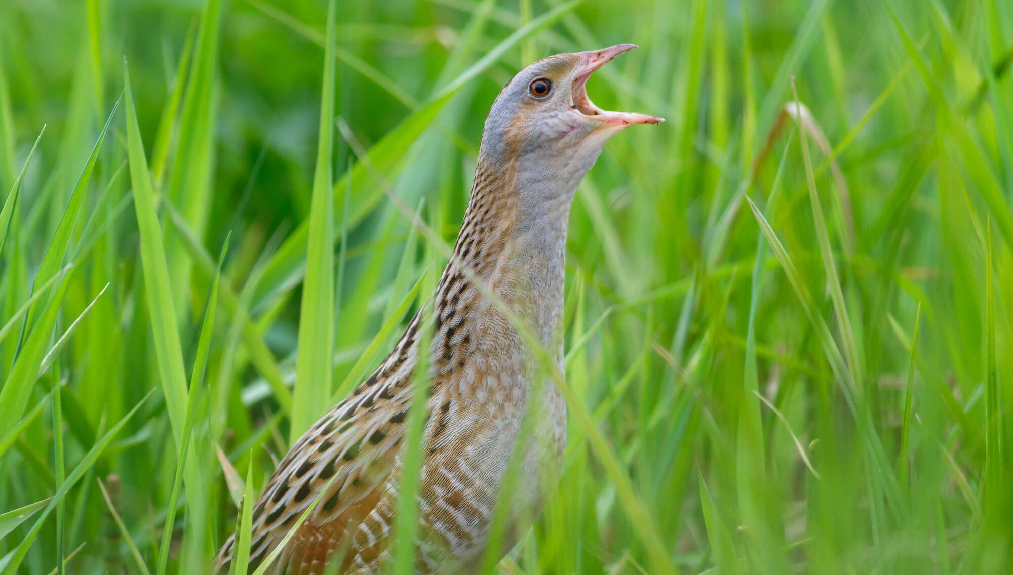 Mayo farmer faces prosecution over alleged failure to protect corncrake - Courts - Vimarsana News