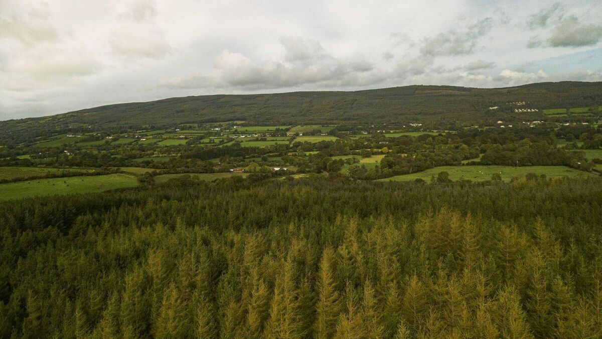 Forestry investor expects more Mayo landowners to enter sector