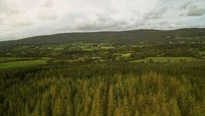 Forestry investor expects more Mayo landowners to enter sector