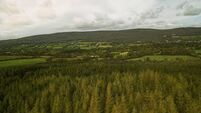 Forestry investor expects more Mayo landowners to enter sector