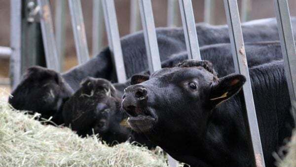 Beef exports should feature in Ireland-China talks, says think tank