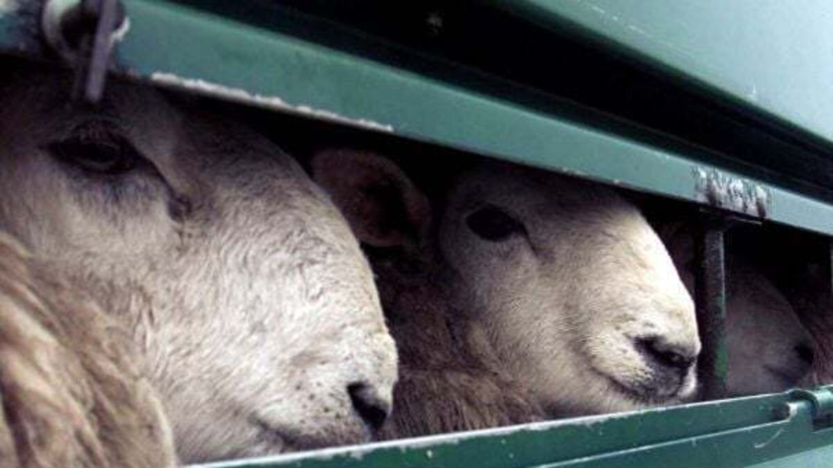 Livestock export ban makes progress despite Northern Ireland ‘loophole’ fear