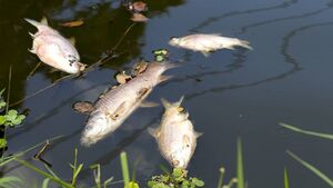 State body accept liability for fish kill on Mayo river