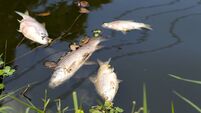 State body accept liability for fish kill on Mayo river