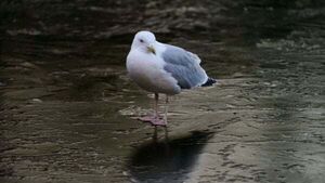 Widespread ice and frost forecast with temperatures to drop to -6C