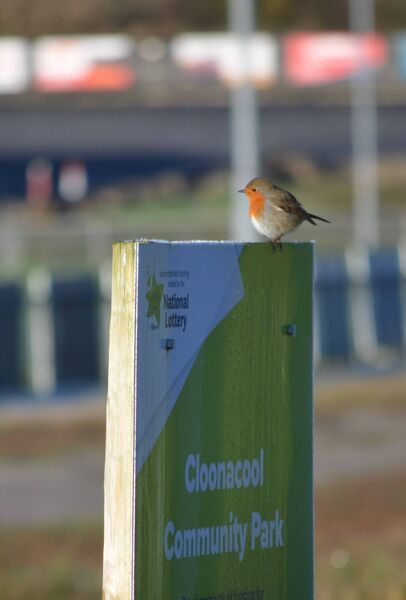 One of the most notable things about the robin is his territorial nature.  One of the most notable things about the robin is his territorial nature.