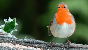 The robin holds a special place in our hearts The robin holds a special place in our hearts