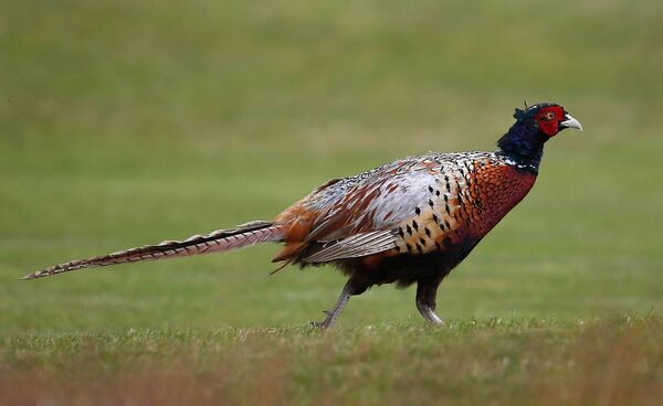 Pheasants are native to Asia but were introduced into much of Europe by the Romans, possibly arriving in the UK with the Normans in the 11th century. 	Picture: Tom Pennington/Getty Images