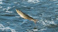 IFI proposes works to improve spawning grounds on Mayo river