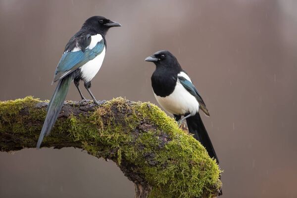 The old superstition says that two magpies together are a sign of impending joy. The old superstition says that two magpies together are a sign of impending joy.