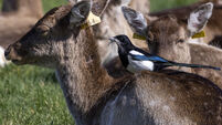 The magpie is always up to some devilment