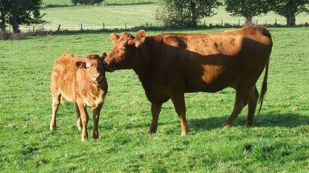 Mayo figures strongly among new applicants for Organic Farming Scheme