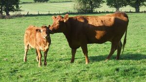 Mayo figures strongly among new applicants for Organic Farming Scheme