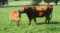 Mayo figures strongly among new applicants for Organic Farming Scheme