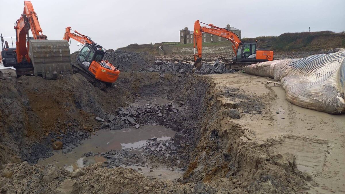 Huge whale is buried on Mayo beach