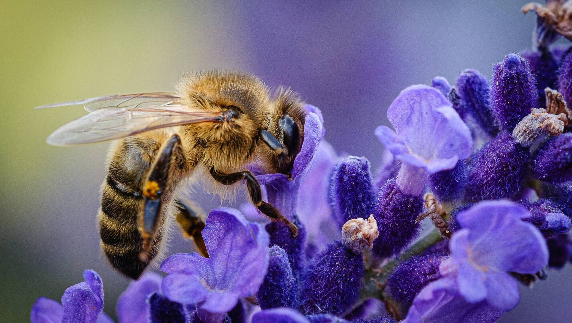 Exploring the wondrous world of bees - opinion - Vimarsana News
